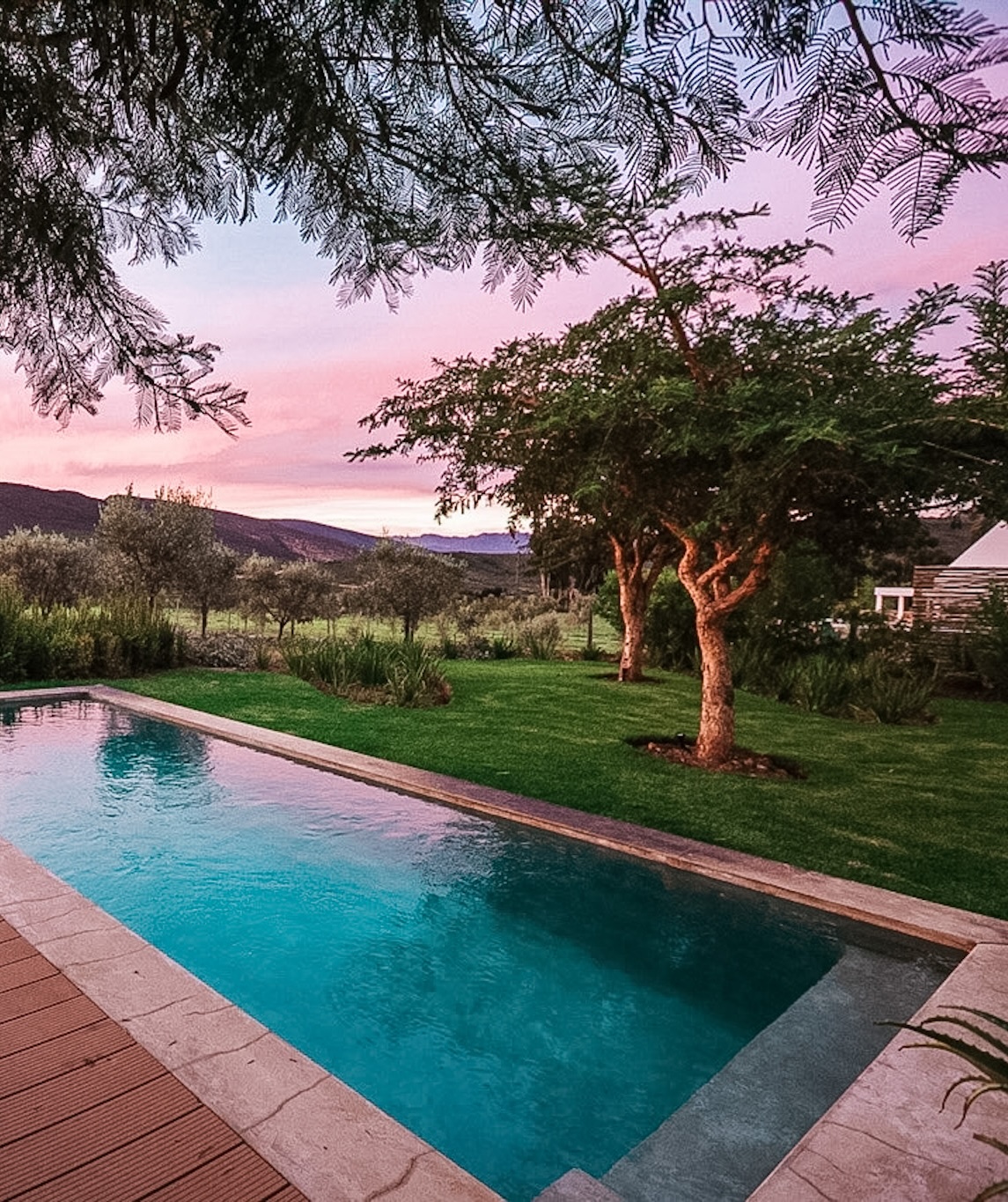 Olive Woodpecker sunset